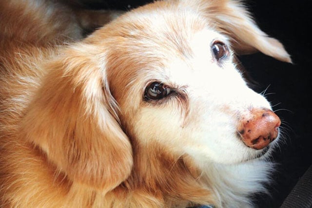 dachshund pomeranian mix