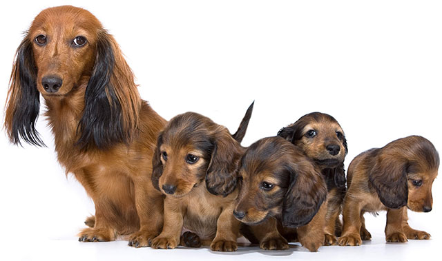 dachshund puppies