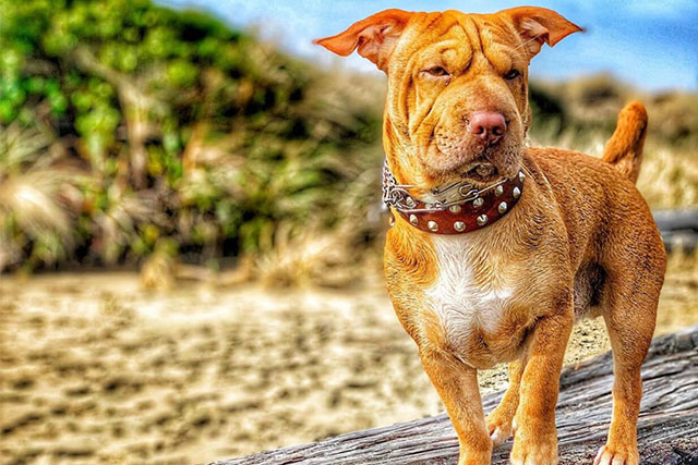 dachshund shar-pei mix