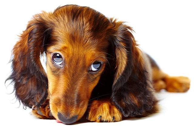 Long-haired Dachshund puppy. Dachshunds are good family dogs.