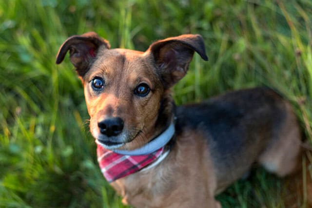 Dachshund Terrier Mix