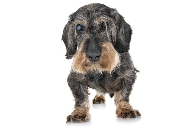 Dachshunds health problems: Wire-haired dachshund with cataracts