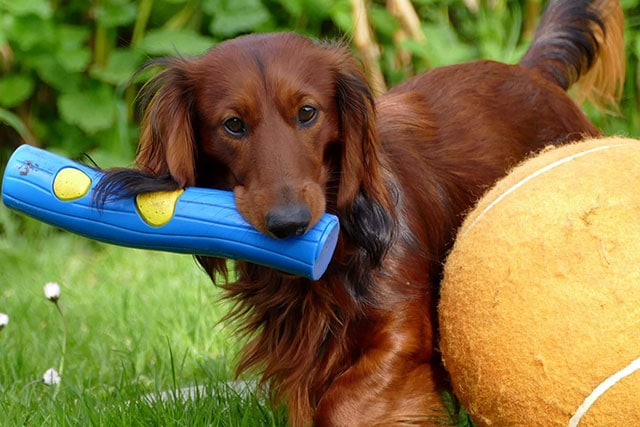 Long haired dachshund with toys. Bigger size toys eliminate the chance of choking.