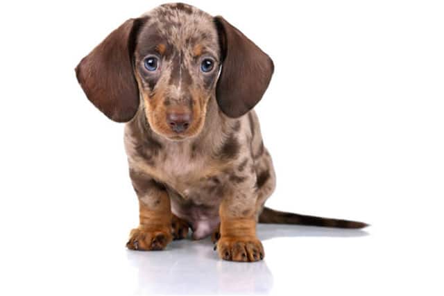 dachshund puppy