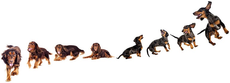 dachshund and cocker spaniel activity requirements