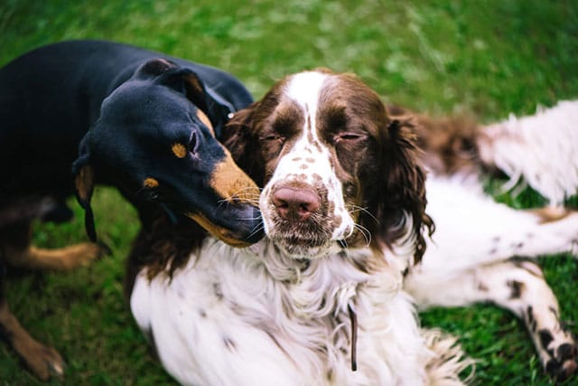 cocker spaniel and dachshund