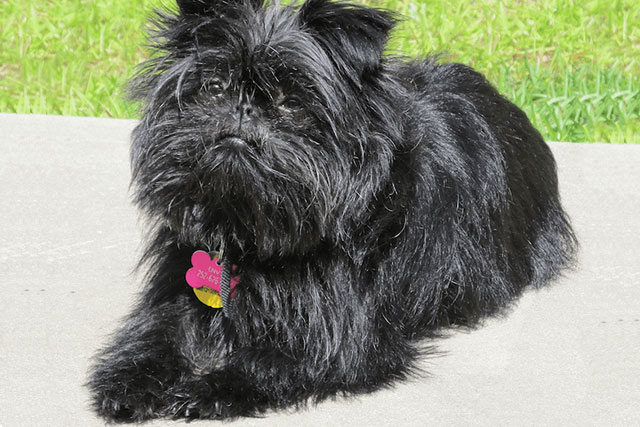 Non-shedding dog breeds: Affenpinscher