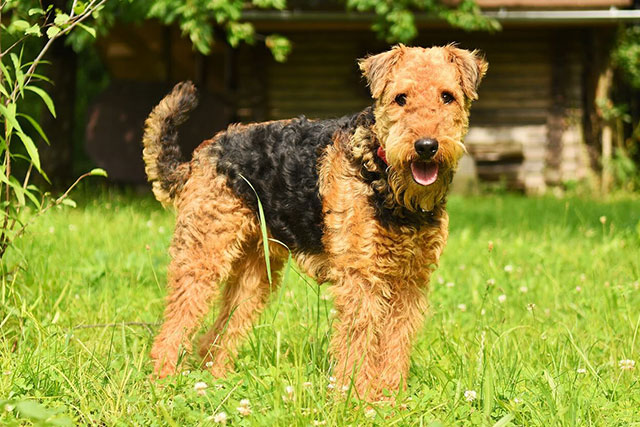 Non-shedding dog breeds: Airedale Terrier