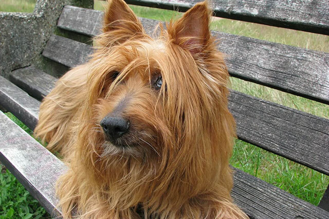 Non-shedding dog breeds:Australian Silky Terrier