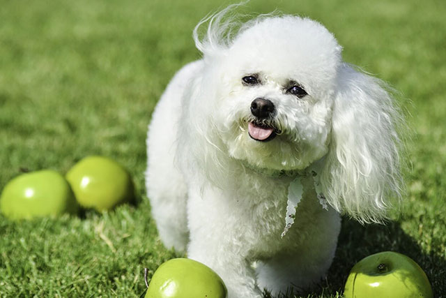 Non-shedding dog breeds: Bichon Frise