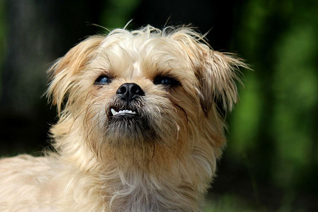 brussels griffon