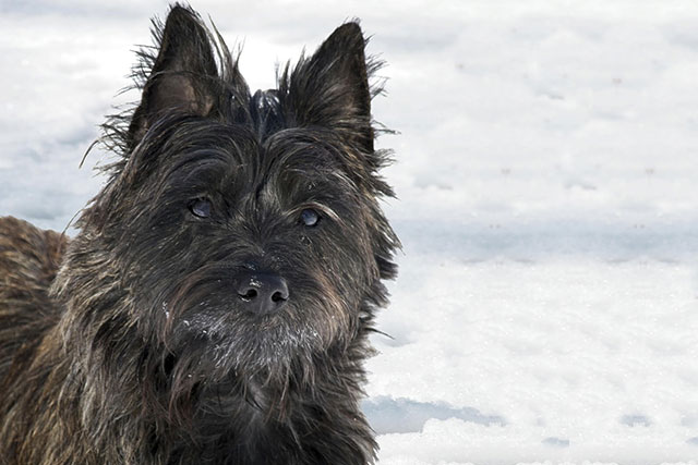 Cairn Terrier