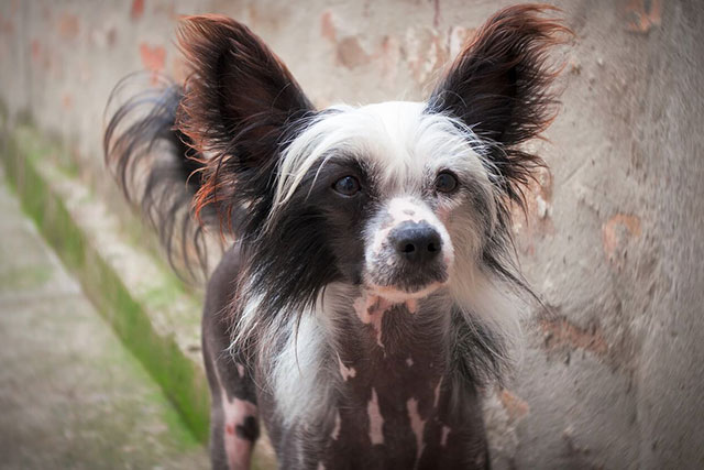 Chinese Crested