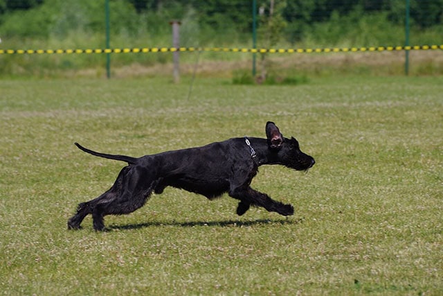 Non-shedding dog breeds: Giant Schnauzer