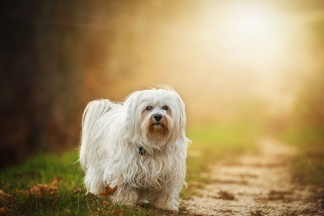 Non-shedding dog breeds: Havanese