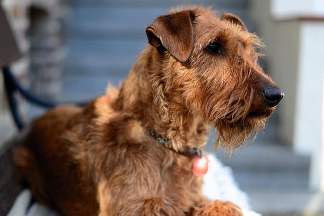 Non-shedding dog breeds: Irish Terrier