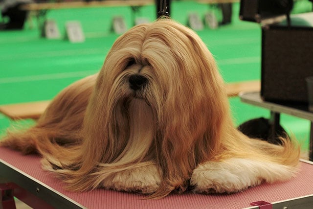 Low-shedding dog breeds: Lhasa Apso