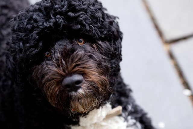 Non-shedding dog breeds: Portuguese water dog