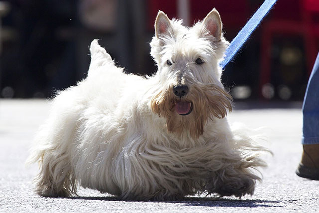 Scottish Terrier