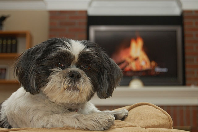 Non-shedding dog breeds: Shih Tzu