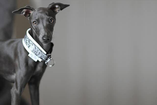 The Italian Greyhound