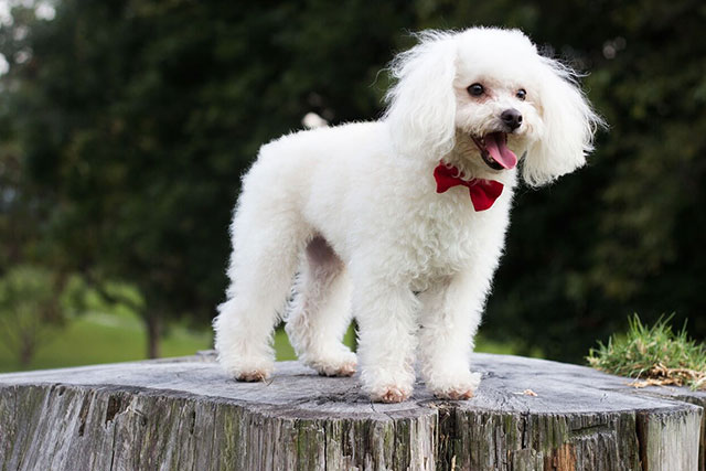 Miniature Poodle