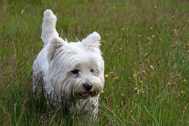 Non-shedding dog breeds: West Highland White Terrier