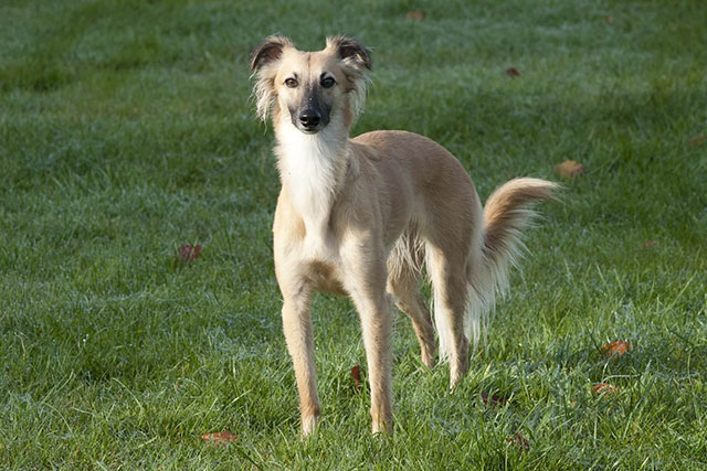 Non-shedding dog breeds: Whippet