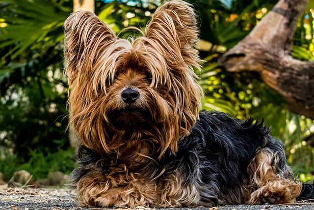 Non-shedding dog breeds: Yorkshire Terrier