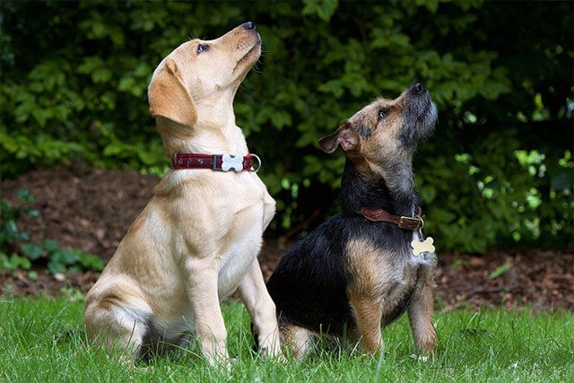 dog sitting position