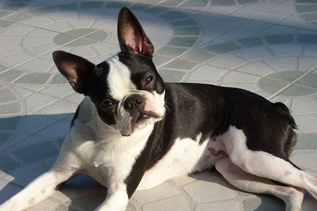 boston terrier