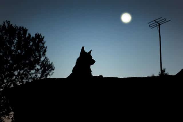 dog at night