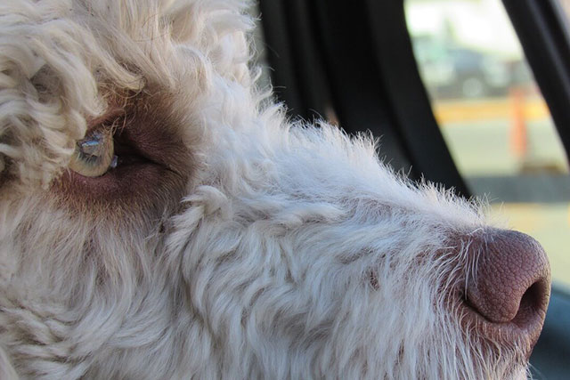 why do dogs cry in the car?