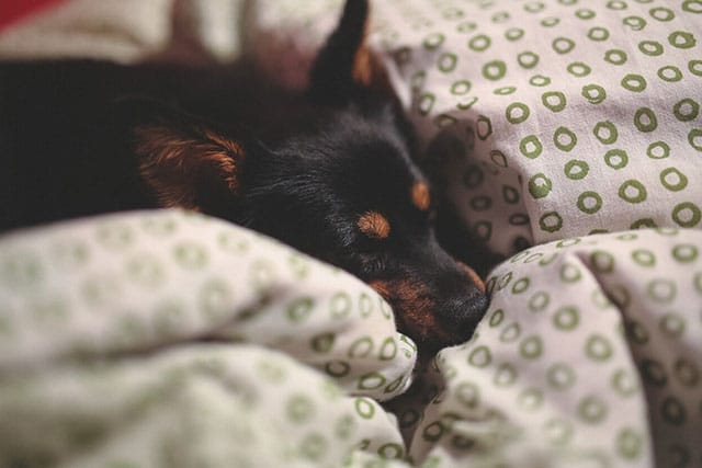 why do dogs cry in their sleep?