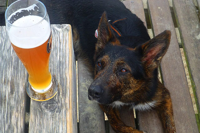 beer dangerous for dogs