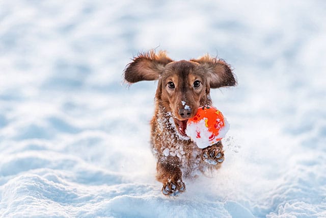 Doxon dog playing with the ball