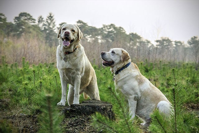 dwarfism in labrador retrievers