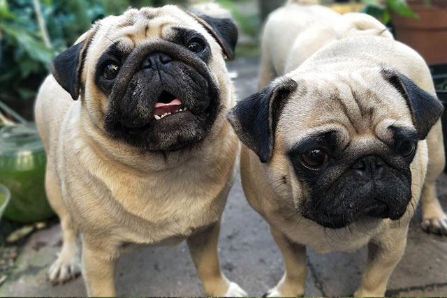dwarfism in pugs