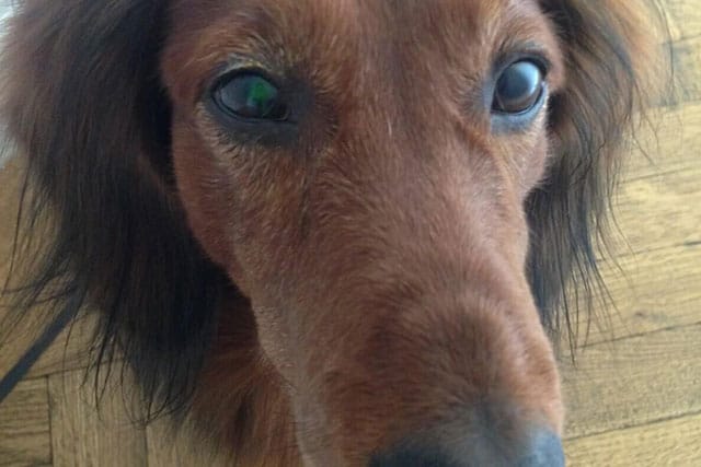 Dachshunds eye problems: ulcer