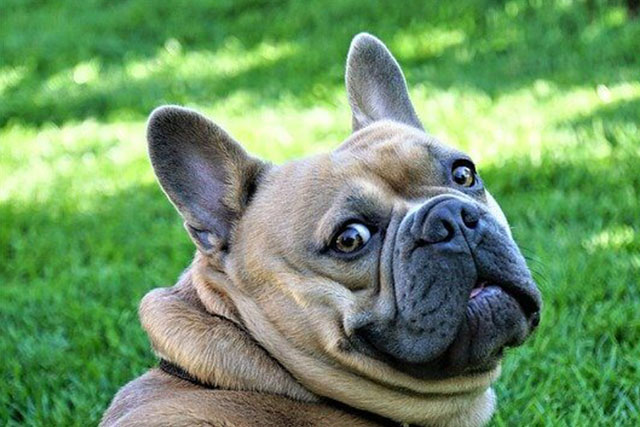 french bulldog