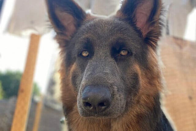dogs with human faces: german shepherd