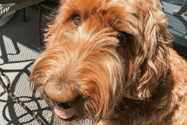 Goldendoodle dog with a human face