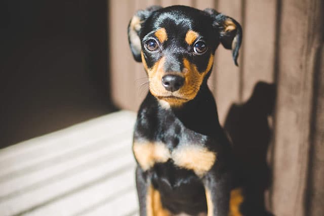 Dachshund Chihuahua mix puppy