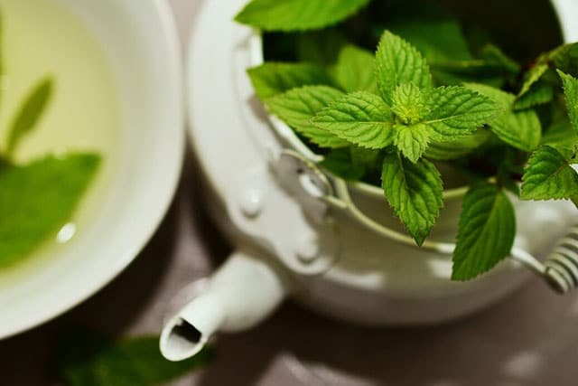 peppermint tea for dogs