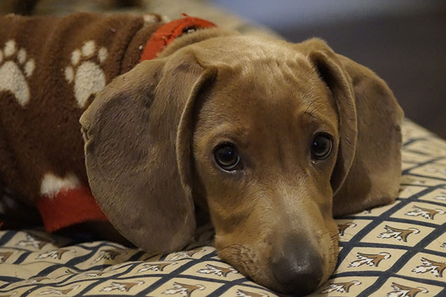 Smooth haired cream dachshund on the sofa