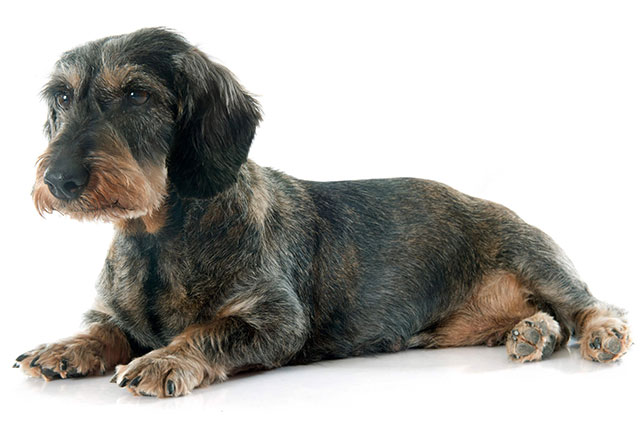 Dachshund health problems: Lafora disease is common in wire-haired dachshunds