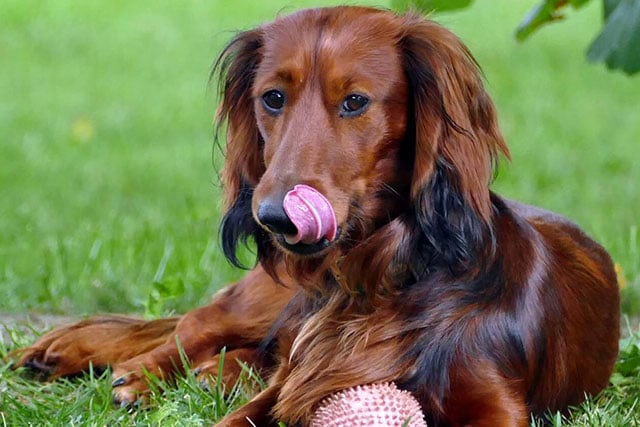 Long-haired doxie