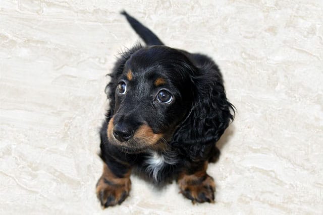 longhaired dachshund puppy