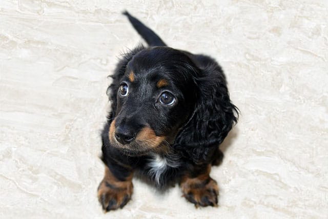 Long-haired Dachshund: Your Complete Guide to the Breed