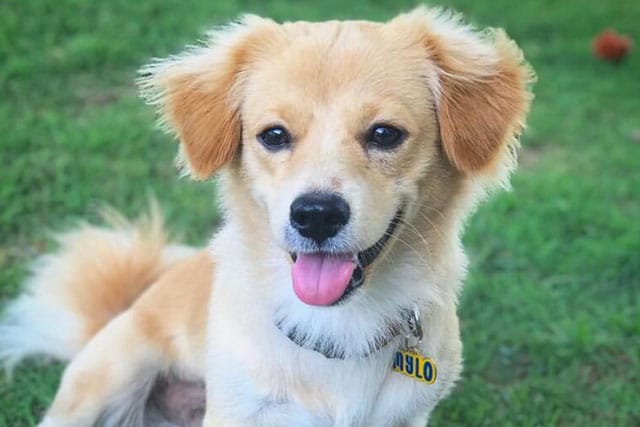 Dachshund Pekingese mix